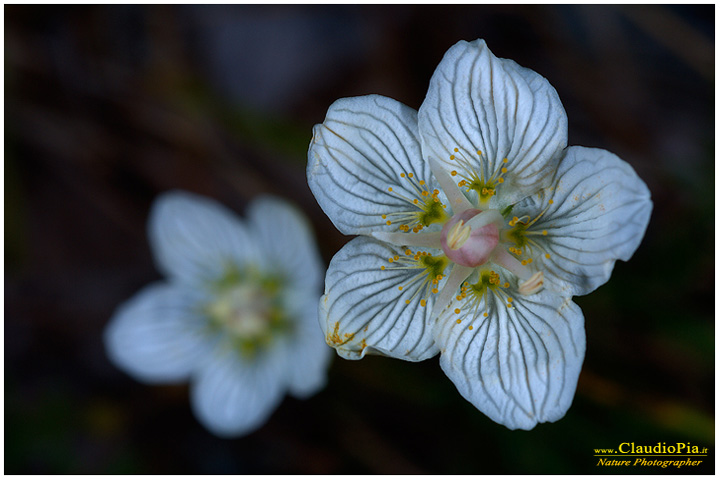 parnassia palustris, fiori di montagna, fiori alpini in Alta Val d'Aveto